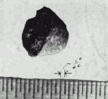 This is history's first gram-scale sample of plutonium metal ever fabricated (weight 520 milligrams), made at Los Alamos on March 23, 1944.